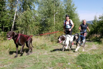 Fragment biegu Pucharu Polski w Dogtrekkingu w Wiśle